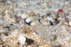 Amblyeleotris guttata