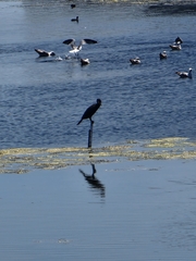 Phalacrocorax carbo
