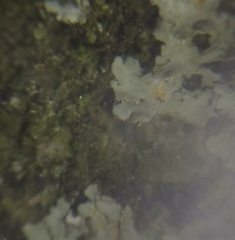 Phaeophyscia endophoenicea