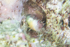 Nannosalarias nativitatis