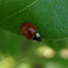 Adalia bipunctata