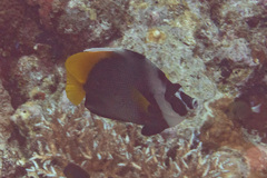 Heniochus singularius