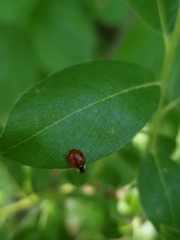 Adalia bipunctata