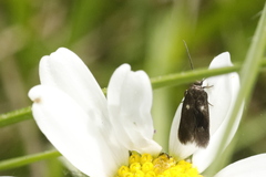 Parascythris muelleri