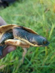 Emydura macquarii