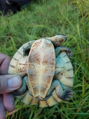 Emydura macquarii