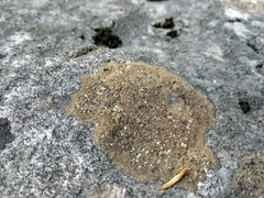 Protoblastenia rupestris