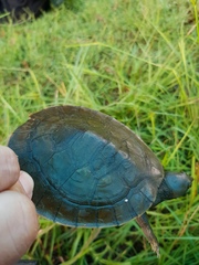 Emydura macquarii