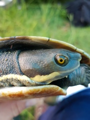 Emydura macquarii
