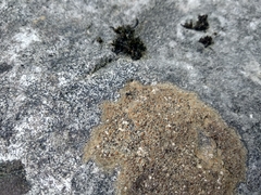 Protoblastenia rupestris