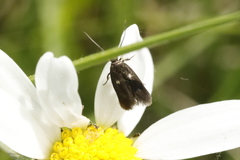 Parascythris muelleri