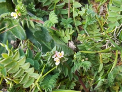 Ornithopus perpusillus