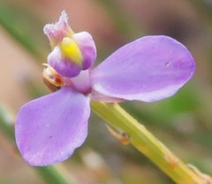 Comesperma scoparium