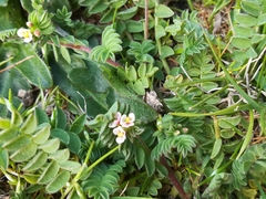 Ornithopus perpusillus