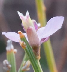 Comesperma scoparium