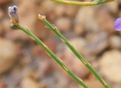 Comesperma scoparium