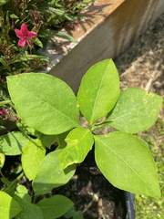 Angiospermae