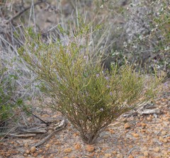 Comesperma scoparium