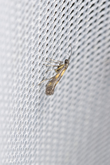 Euspilapteryx auroguttella