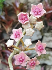 Hoya diversifolia