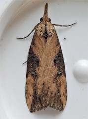 Hypena humuli
