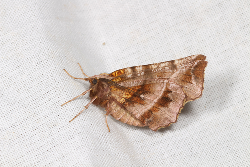 Early Thorn photo 2