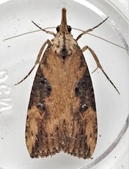 Hypena humuli