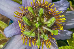 Passiflora bicornis