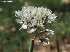 Allium meronense