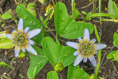 Passiflora bicornis
