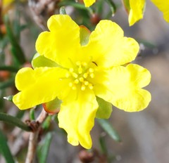 Hibbertia uncinata