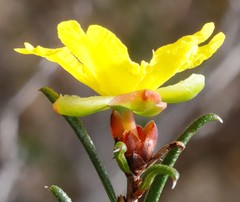 Hibbertia uncinata