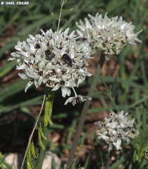 Allium meronense