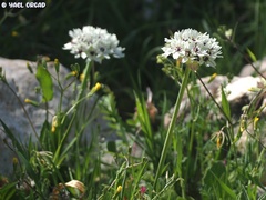 Allium meronense