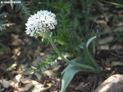Allium meronense