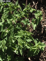 Aristolochia paecilantha