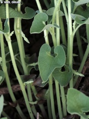 Aristolochia paecilantha
