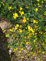 Adenocarpus telonensis