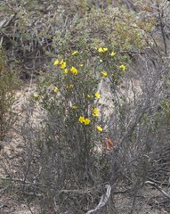 Hibbertia uncinata