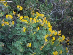Lotus longisiliquosus