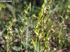Ophrys bornmuelleri