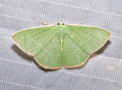 White-barred Emerald photo 5