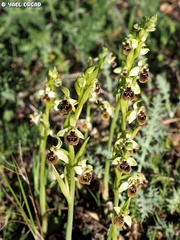 Ophrys bornmuelleri
