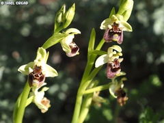Ophrys bornmuelleri