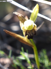 Ophrys fusca iricolor