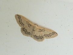 Idaea pseliota