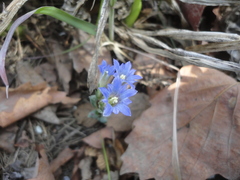 Gentiana zollingeri