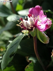 Paeonia mascula