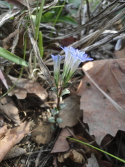 Gentiana zollingeri