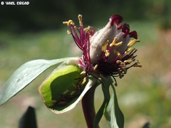 Paeonia mascula